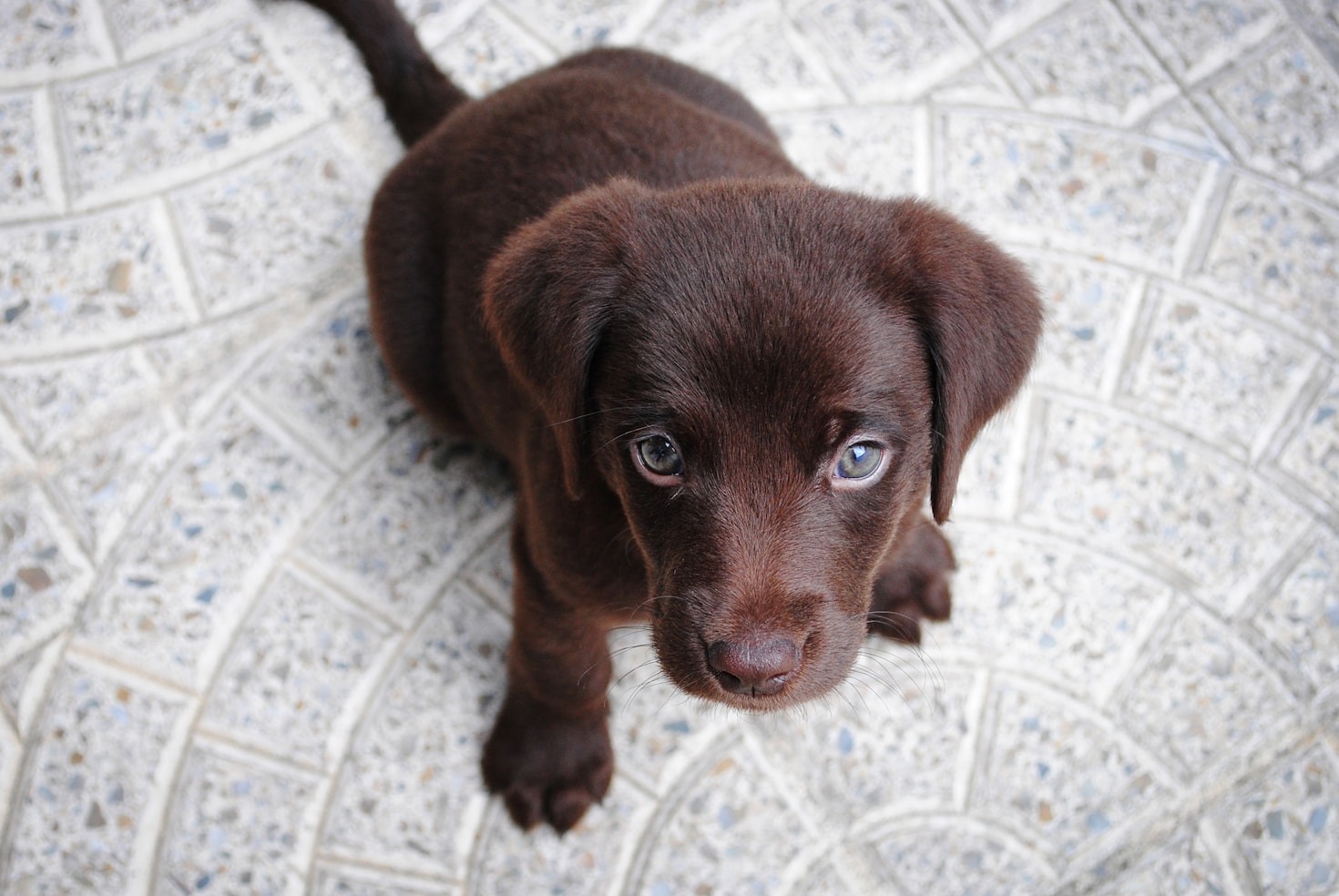 How to Support Pet Health with Proper Diet